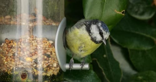Blaumeise, die auf einem Futterhäuschen frisst, Frankreich