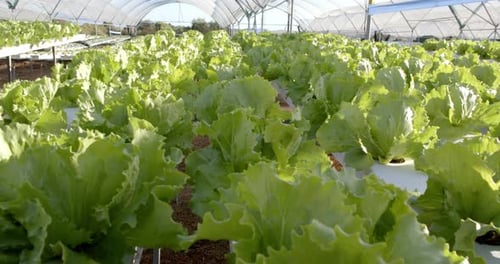 Growing fresh lettuce, hydroponic farm cultivating organic vegetables in greenhouse, copy space