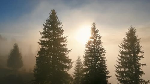 Ethereal Morning Light Through Misty Coniferous Forest