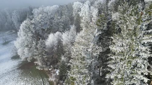 Tlit-up from snow and ice covered pine trees in a forest to a foggy, mysical sky with hints of blue.