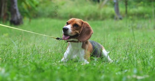 Front Shot of a Cute Beagle Puppy on a Rainbow Leash Sits on a Green Grass Lawn in a Park
