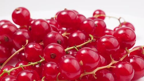 Close Up of Bright Red Currants