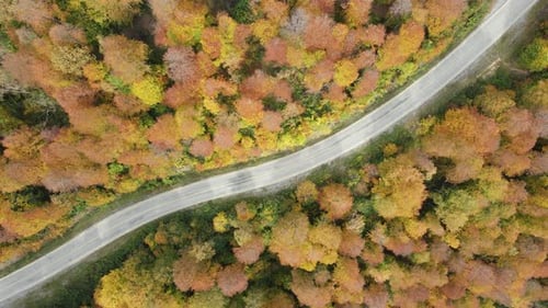 Road In The Autumn Forest