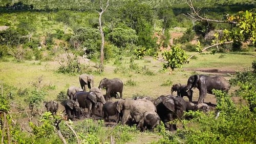 African bush elephant in Kruger National park, South Africa