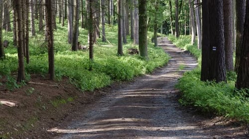 Walking path in forest. Forest road.