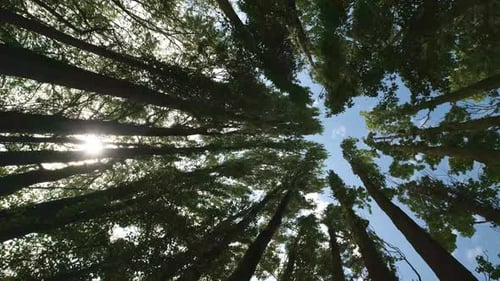 Ralentissement du soleil qui brille à travers de grands arbres droits par une journée ensoleillée et lumineuse. La caméra