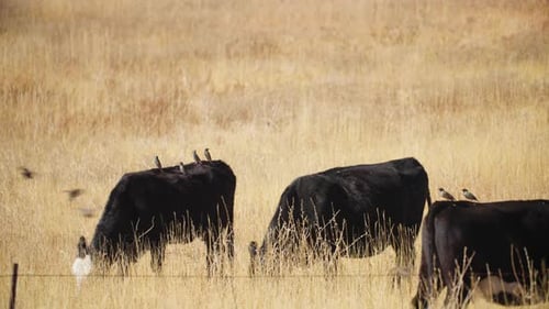 Cows Grazing Peacefully with Birds in Grassy Field