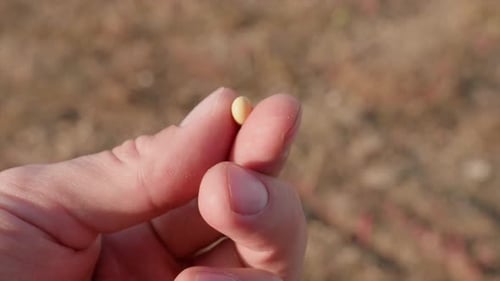 Hand Holding a Small Seed Close Up