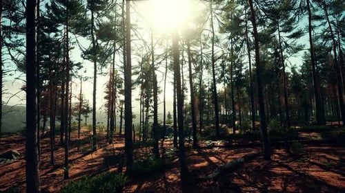 Pine Forest on the Mountainside