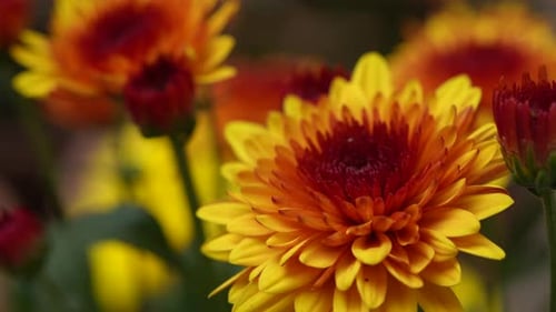 Close Up of Yellow and Orange Chrysanthemums