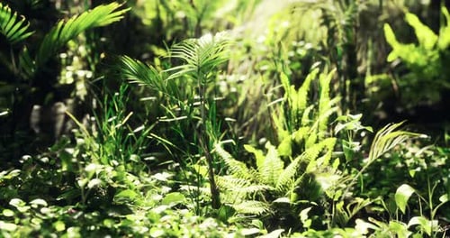 Lush Greenery Thrives in a Vibrant Sunlit Forest of Ferns