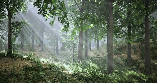 Sunlight Filters Through Leaves in a Tranquil Forest Setting