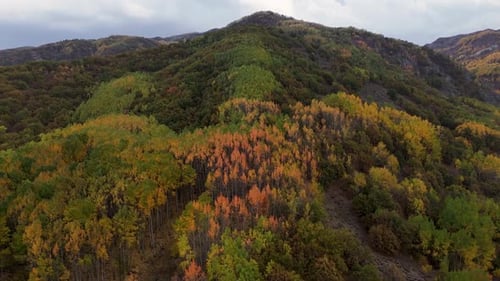 Autumn Forest