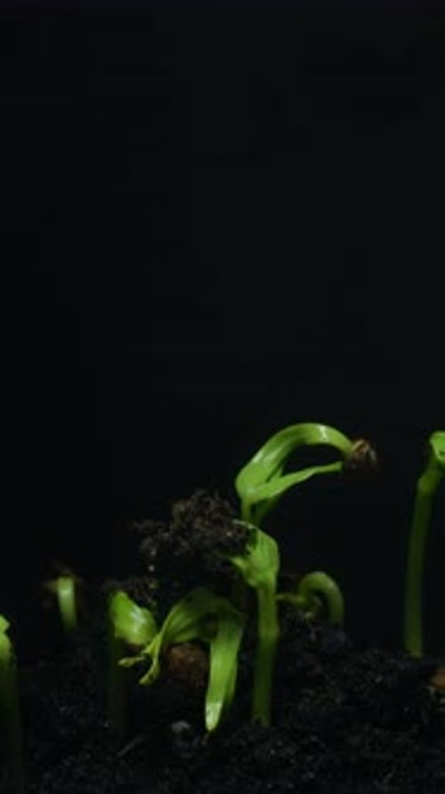 Seeds Germinate and Grow in Time-Lapse