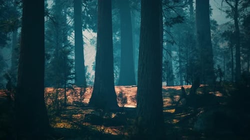 Beautiful Morning Fog and Sunbeams in the Pine Forest