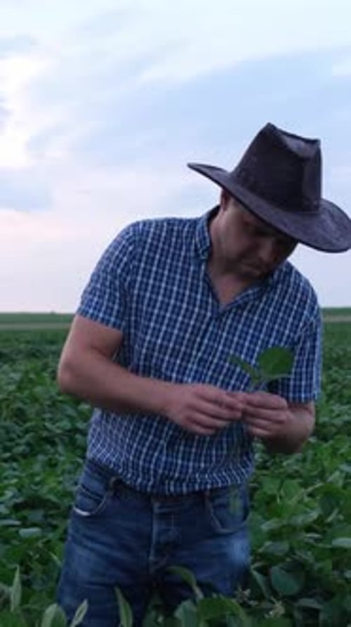 Farmer Inspecting Leaf in Green Field