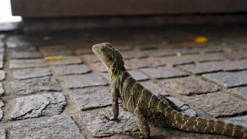 Still Lizard close up