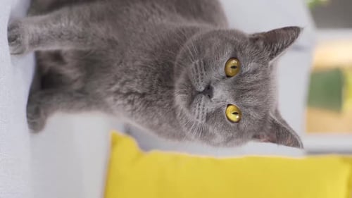Gray Cat Grooming on Sofa Indoors