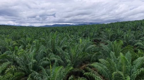Aerial Oil Palm Farm Plantation Canopy Over Tropical Landscape