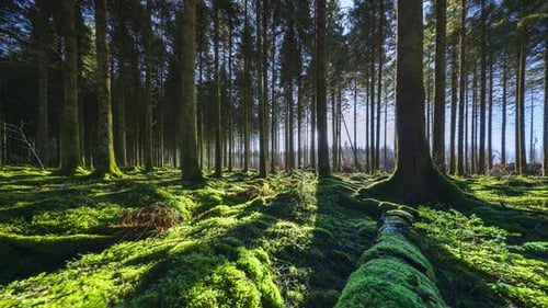 Zeitraffer der Sonne am niedrigen Horizont, die durch Bäume scheint und in einen moosigen Nadelwald eindringt