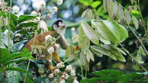 Curious Squirrel Monkey Eating Flowers in Costa Rica Jungle