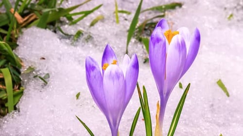 Violet Crocus Flowers Bloom and Snow Melting in Green Spring Meadow