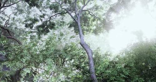 Sunlight Filtering Through Lush Trees in a Vibrant Forest During the Day