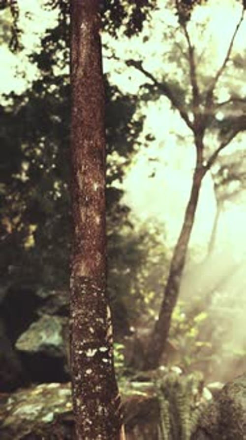 Morning Light Filtering Through a Misty Forest