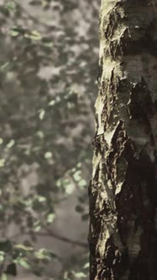 A Tree in the Middle of a Forest