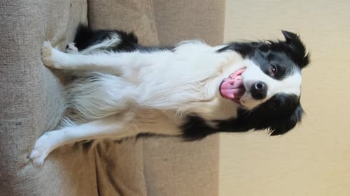 Happy Border Collie Resting on Couch
