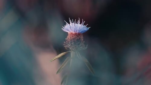 Solitary purple thistle flower head in soft focus