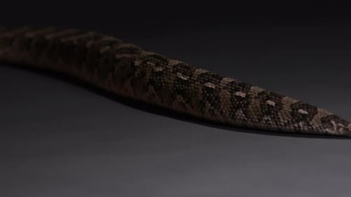 Puff Adder snake moving along floor - close up on tail moving