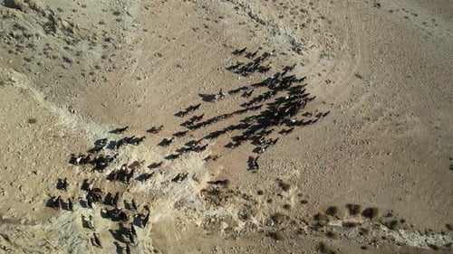 Aerial video of a flock of sheep in the Judean Desert mountains, Israel