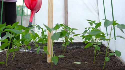 Watering Young Plants in a Greenhouse Garden