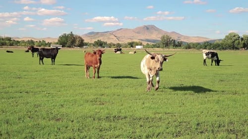 Group of bulls and cattle in a green field and blue sky.