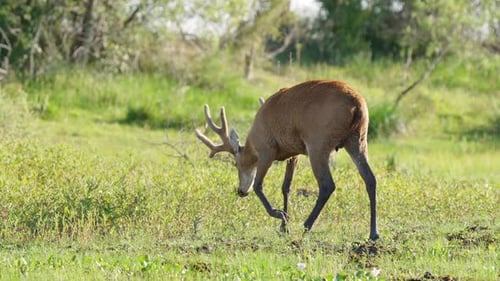 Handheld wildlife shot of a wild tawny marsh deer, blastocerus dichotomus walking out of the swampy