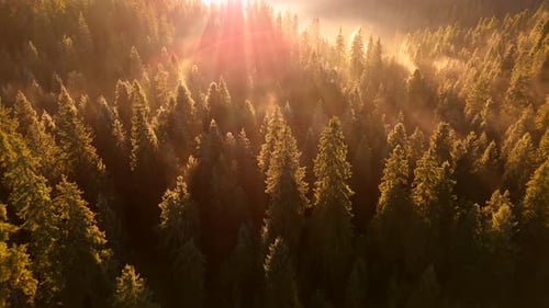 Aerial View of Misty Forest at Sunrise