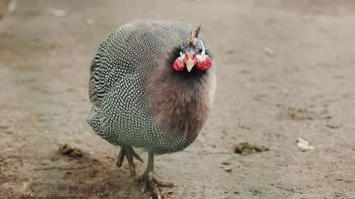 Helmeted Guinea Fowl Walking on a Farm Outside Portrait of a Helmeted Mower