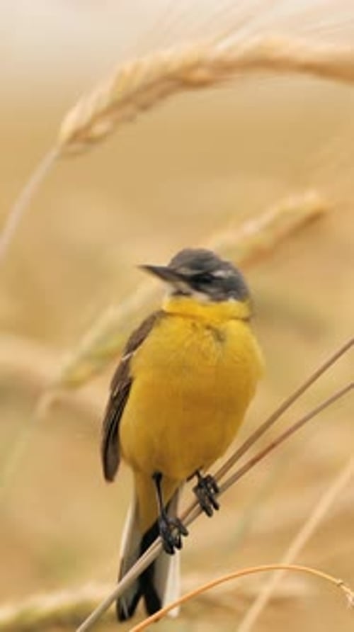Bergeronnette jaune de l'Ouest Motacilla Flava