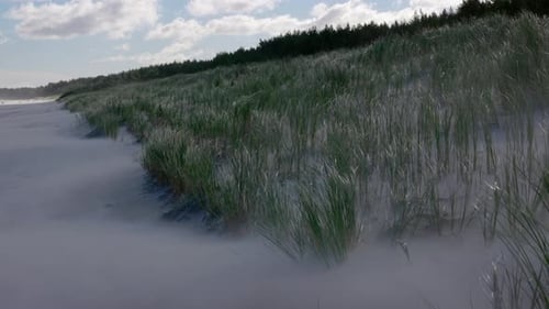 Strong wind moving the green grass back and forth on the dunes on a cloudy day.