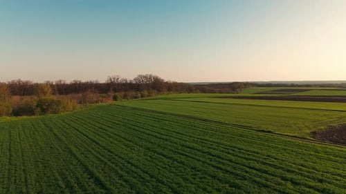 The Expansive and Lush Green Fields Stretching Out Beautifully Beneath a Clear Sky