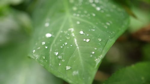 A close up slow motion dolly shot of a lush green leaf with water drops on it. Camera moving forward