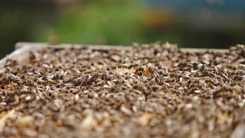 Lots of bees crawling on the top of opened beehive. Honey insects flying over the hive.