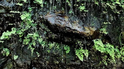 Water runs down a rock face of a waterfall covered in moss and ferns