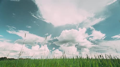 Ländliche Landschaft, ländliche Feldlandschaft mit jungen grünen Weizensprossen, im Frühling, Sommer, bewölkter Tag, schwer