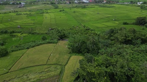 Rice fields just after sunset in the South of Bali, Indonesia. Aerial.