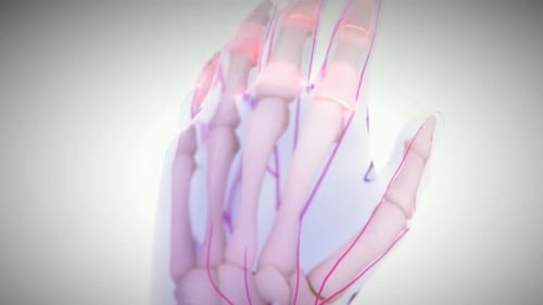 Human Hand and Elbow Anatomy Bones Nerves 3D Animation