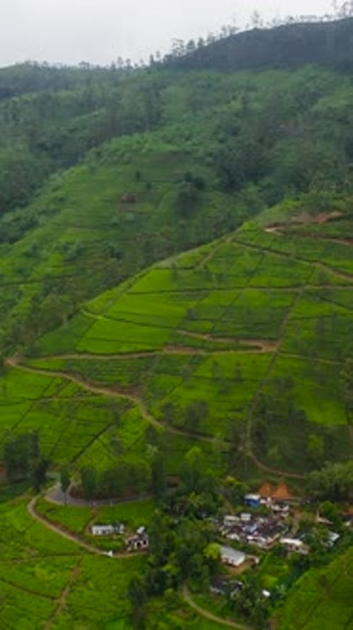 Tea Plantation on Top of Mountain