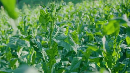 Cinematic View Of Tobacco Leaves