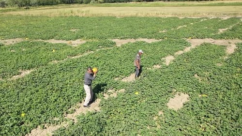 Aerial View Of Workers Harvesting Melons In The Farmland